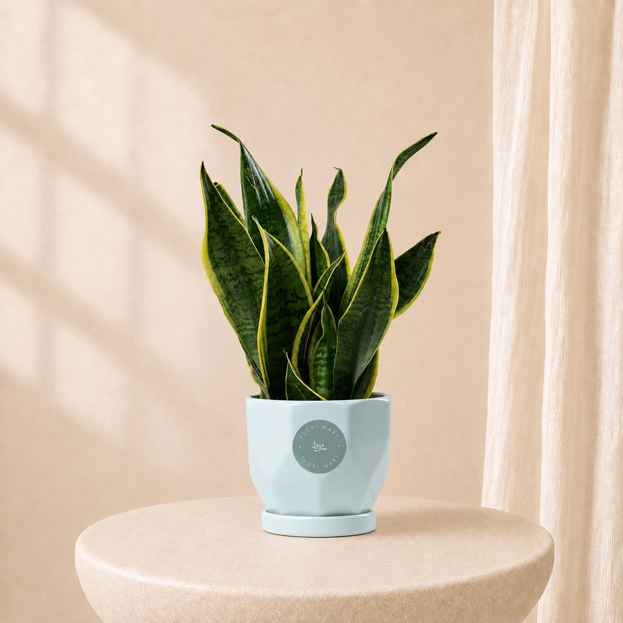Sansevieria Green Plant in Elegant Pot | Easy-Care Indoor Plant
