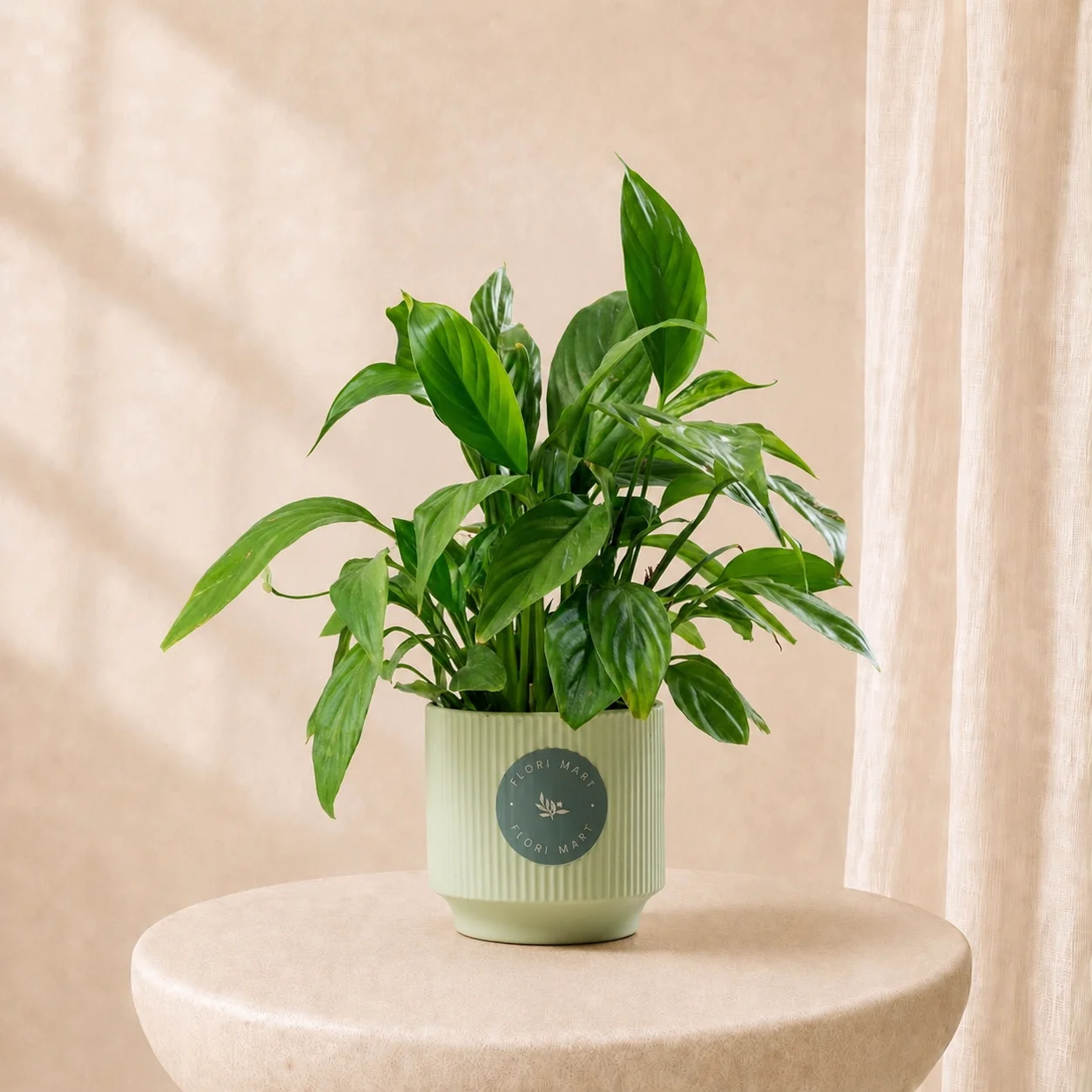Peace Lily Indoor Plant in Elegant Sage Pot | Natural Green Home Décor