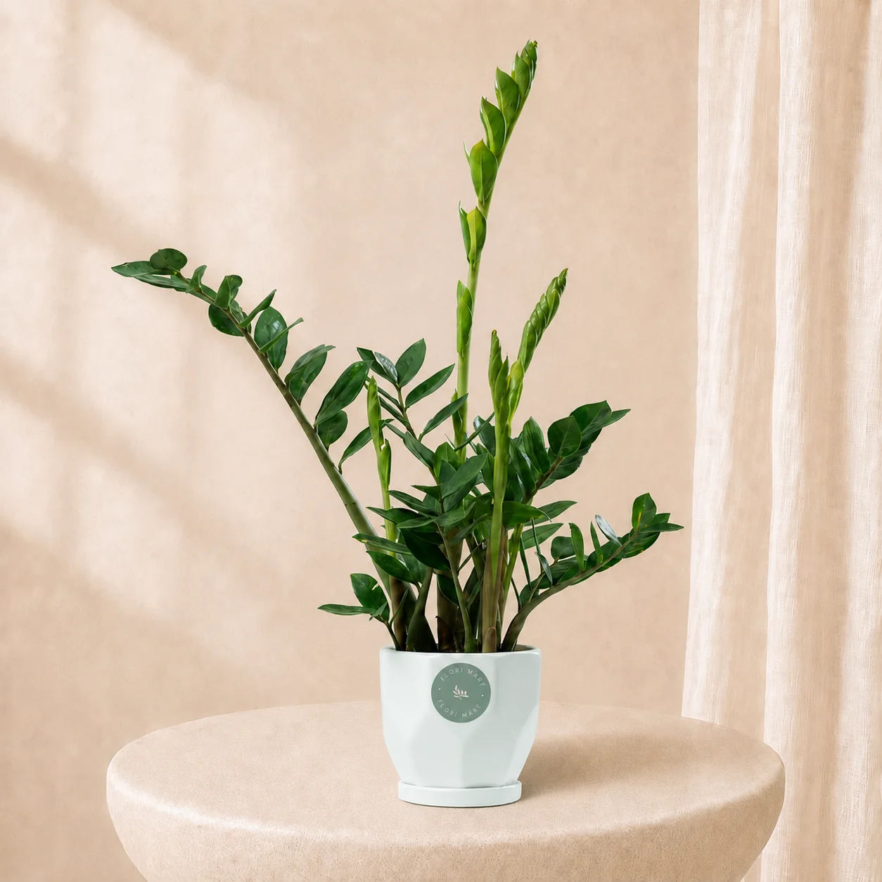 Green ZZ Plant in Elegant Pot | Low Maintenance Luxury Indoor Plant