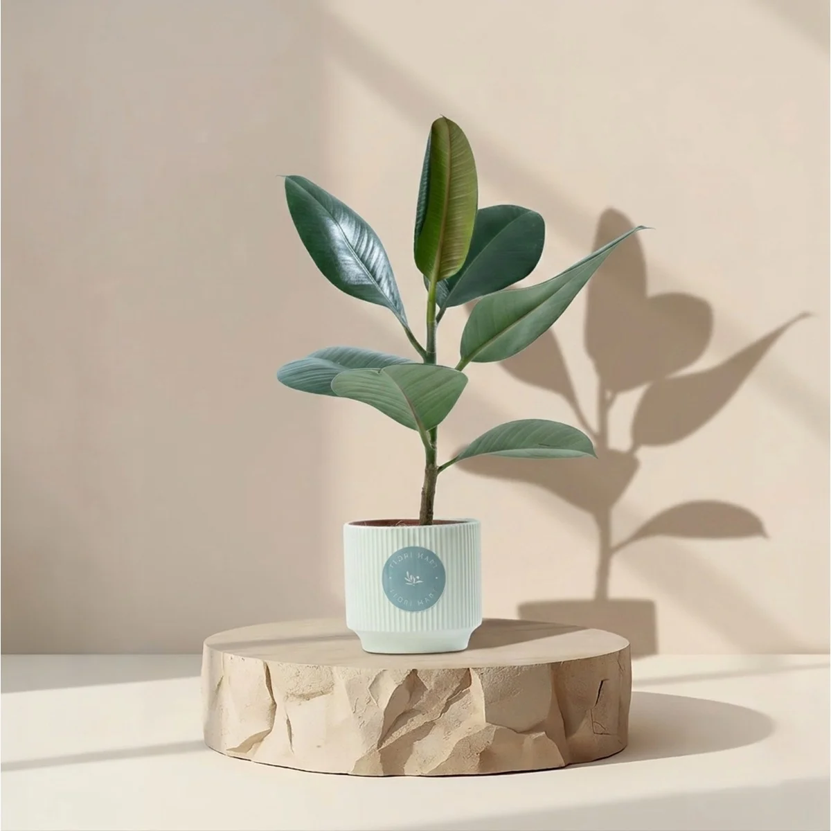 Green Rubber Plant in Elegant Pot | Luxury Indoor Decorative Plant
