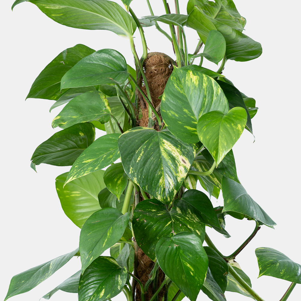 Climbing Pothos Plant in Luxury Pot | Elegant Indoor Green Décor 2