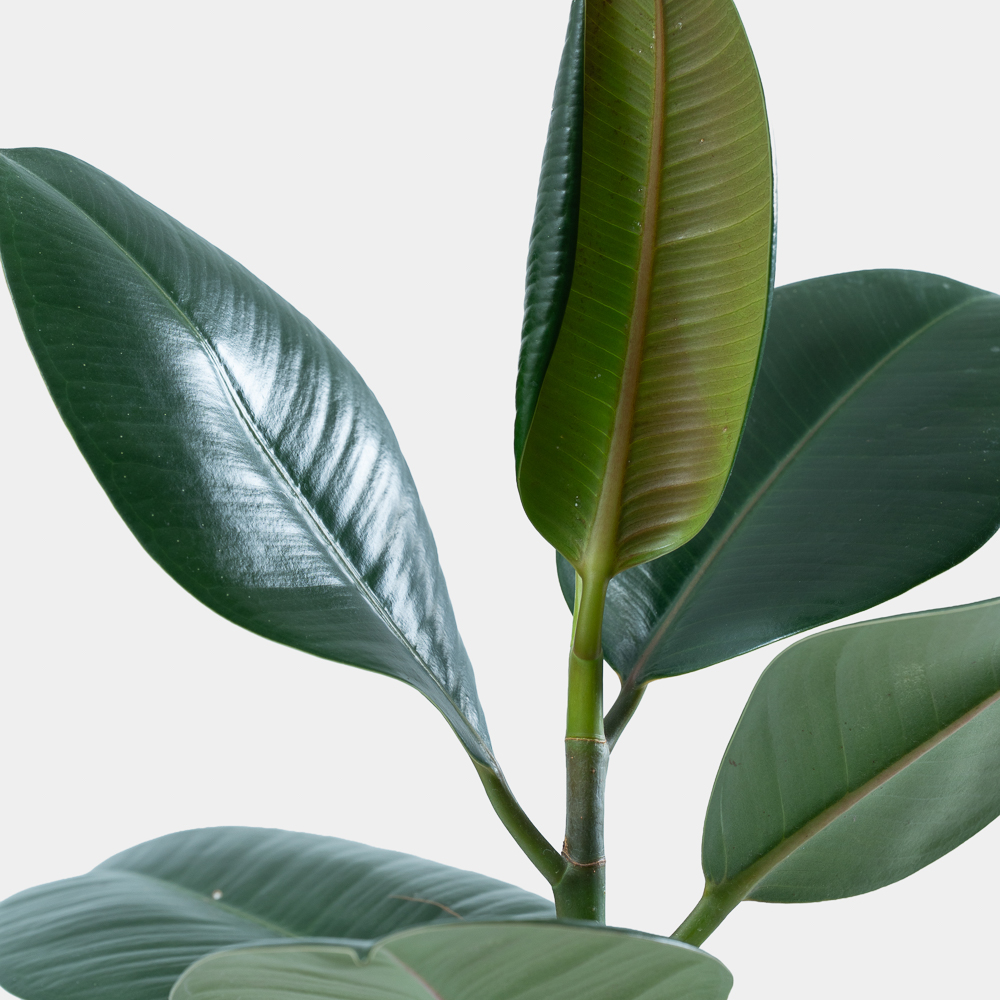 Green Rubber Plant in Elegant Pot | Luxury Indoor Decorative Plant 2