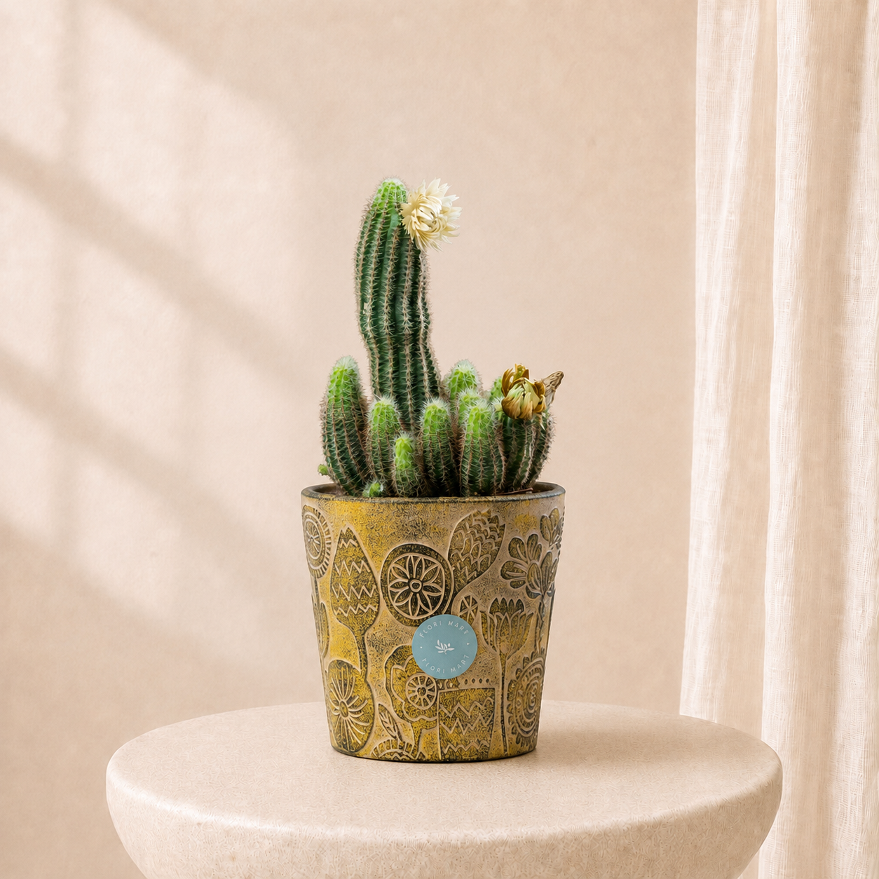 Blooming Desert Cactus in Decorative Pot | Premium Indoor Succulent Plant | Flori Mart Qatar