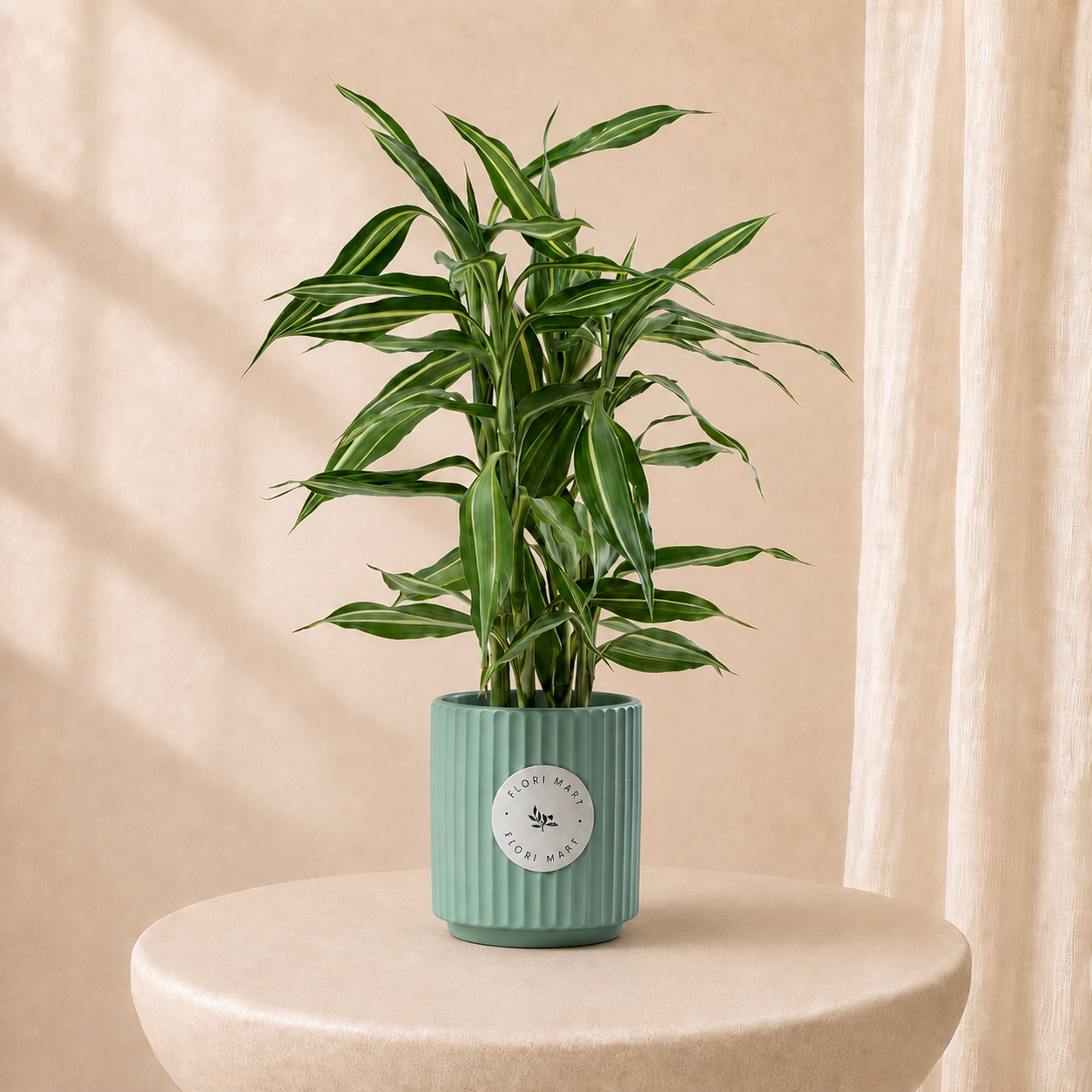 Croton Plant in Elegant Pot | Luxury Tropical Indoor Plant