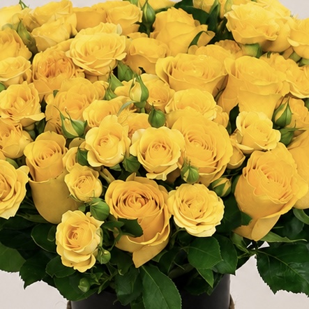 Luxury Yellow Rose Arrangement in Elegant Black Vase | Premium Fresh Flowers | Flori Mart Qatar 4