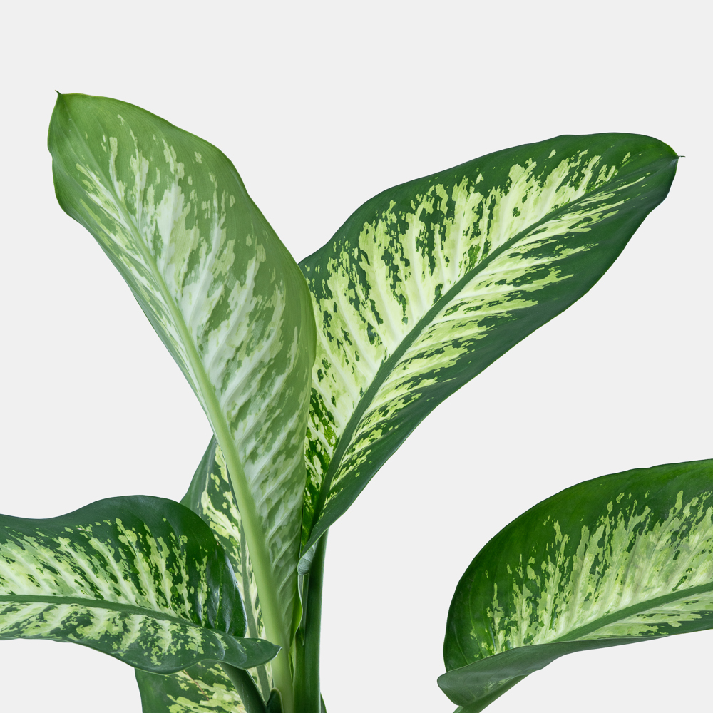 Dieffenbachia Plant in Elegant Blue Pot | Luxury Tropical Indoor Plant 2