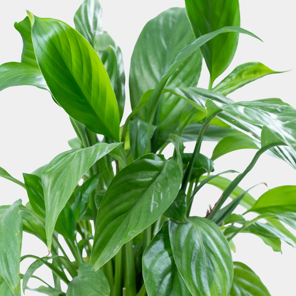Peace Lily Indoor Plant in Elegant Sage Pot | Natural Green Home Décor 2
