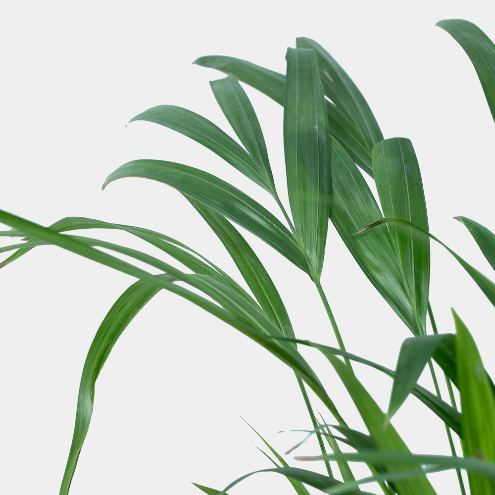 Areca Palm Plant in Elegant Pot | Luxury Tropical Indoor Plant 2