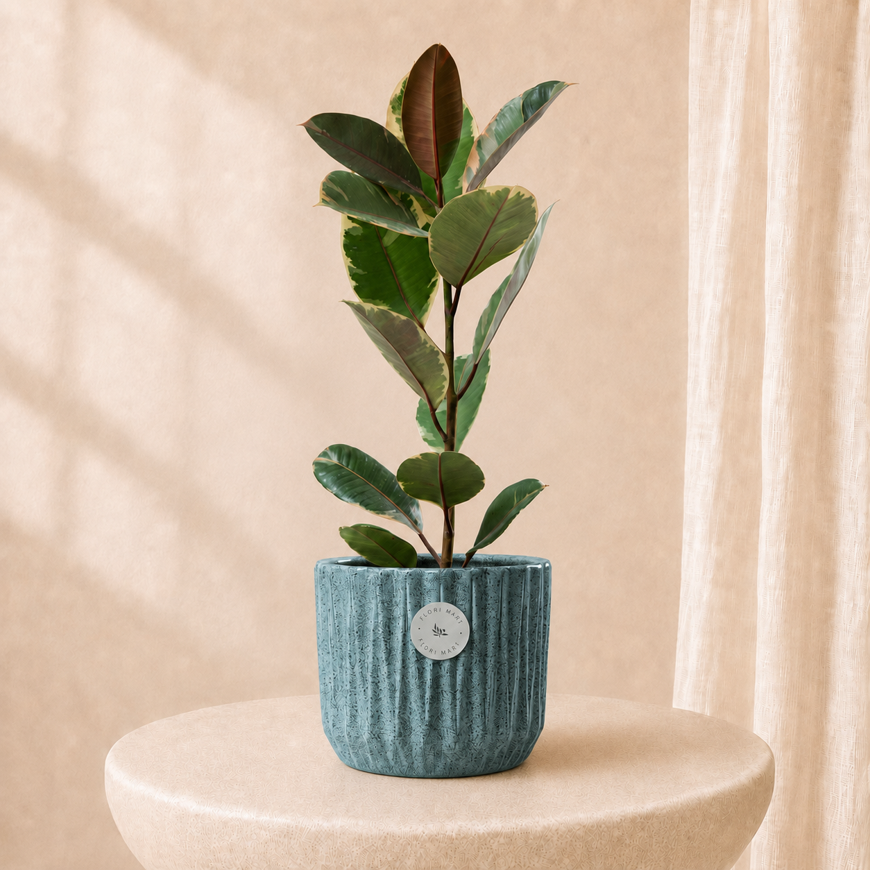 Variegated Rubber Plant in Luxury Pot | Elegant Indoor Decorative Plant