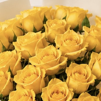 Large Yellow Rose Bouquet | 50 Premium Yellow Roses 2