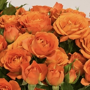 Luxury Orange Spray Rose Arrangement | Fresh Spray Roses in Elegant Black Ceramic Vase | Flori Mart Qatar 6