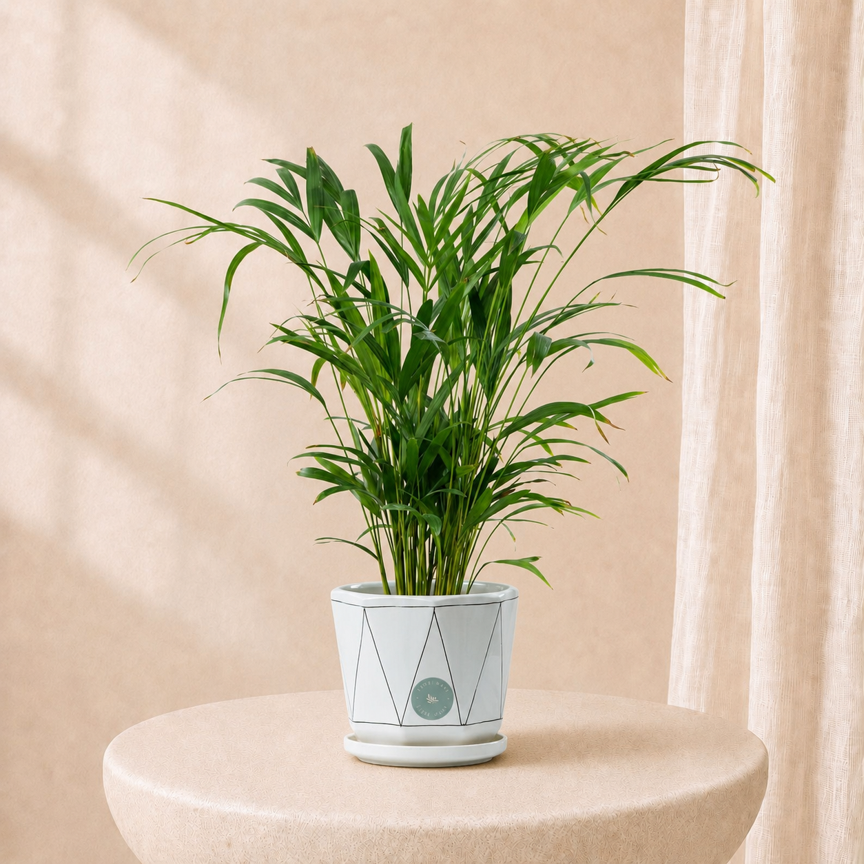 Areca Palm Plant in Elegant Pot | Luxury Tropical Indoor Plant
