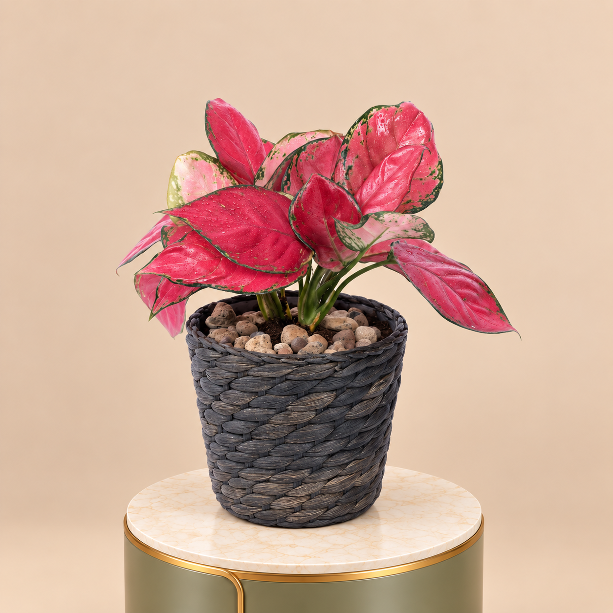 Pink Aglaonema Plant in Black Woven Pot