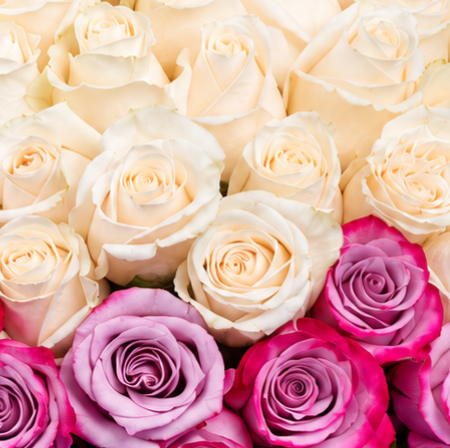 White & Pink Rose Bouquet with Purple Wrap | 100 Roses 4