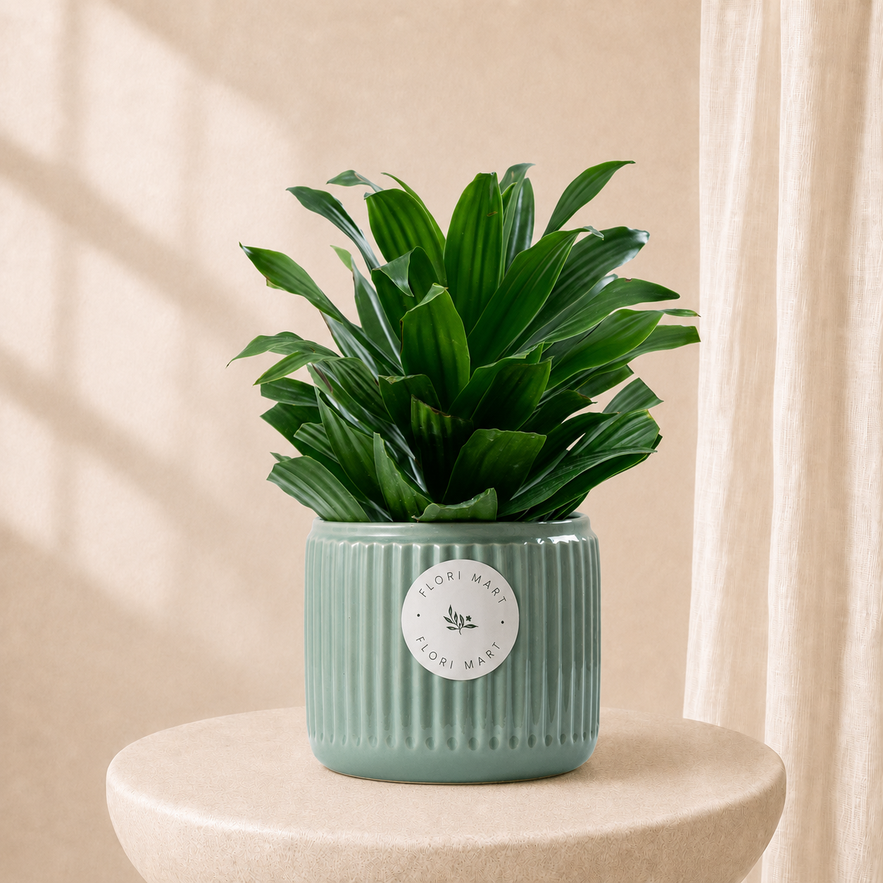 Dracaena Compacta Plant in Elegant Ceramic Pot | Luxury Indoor Green Plant