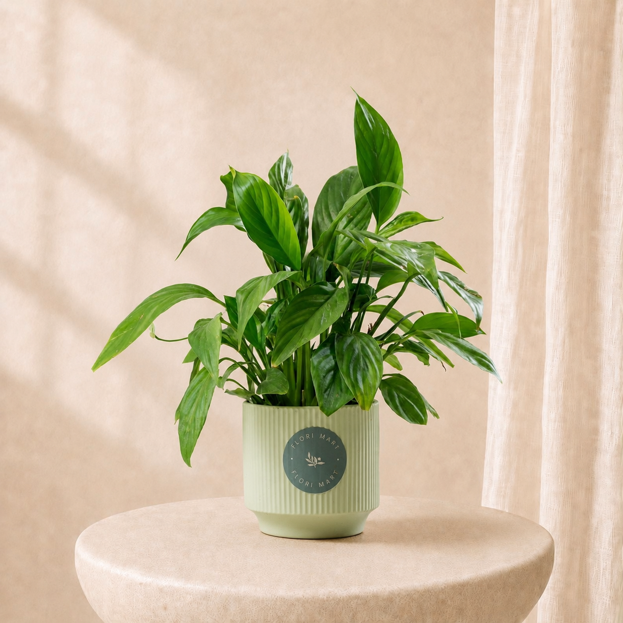 Peace Lily Indoor Plant in Elegant Sage Pot | Natural Green Home Décor