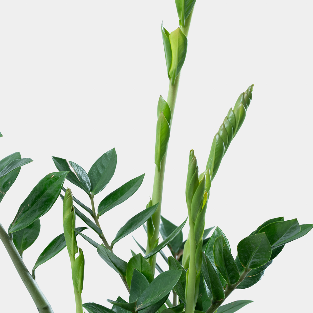 Green ZZ Plant in Elegant Pot | Low Maintenance Luxury Indoor Plant 2