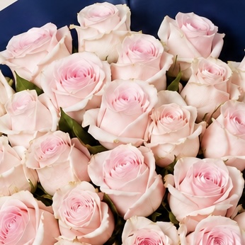 Luxury Medium Light Pink Rose Bouquet in Navy Wrapping | 25 Premium Roses 8