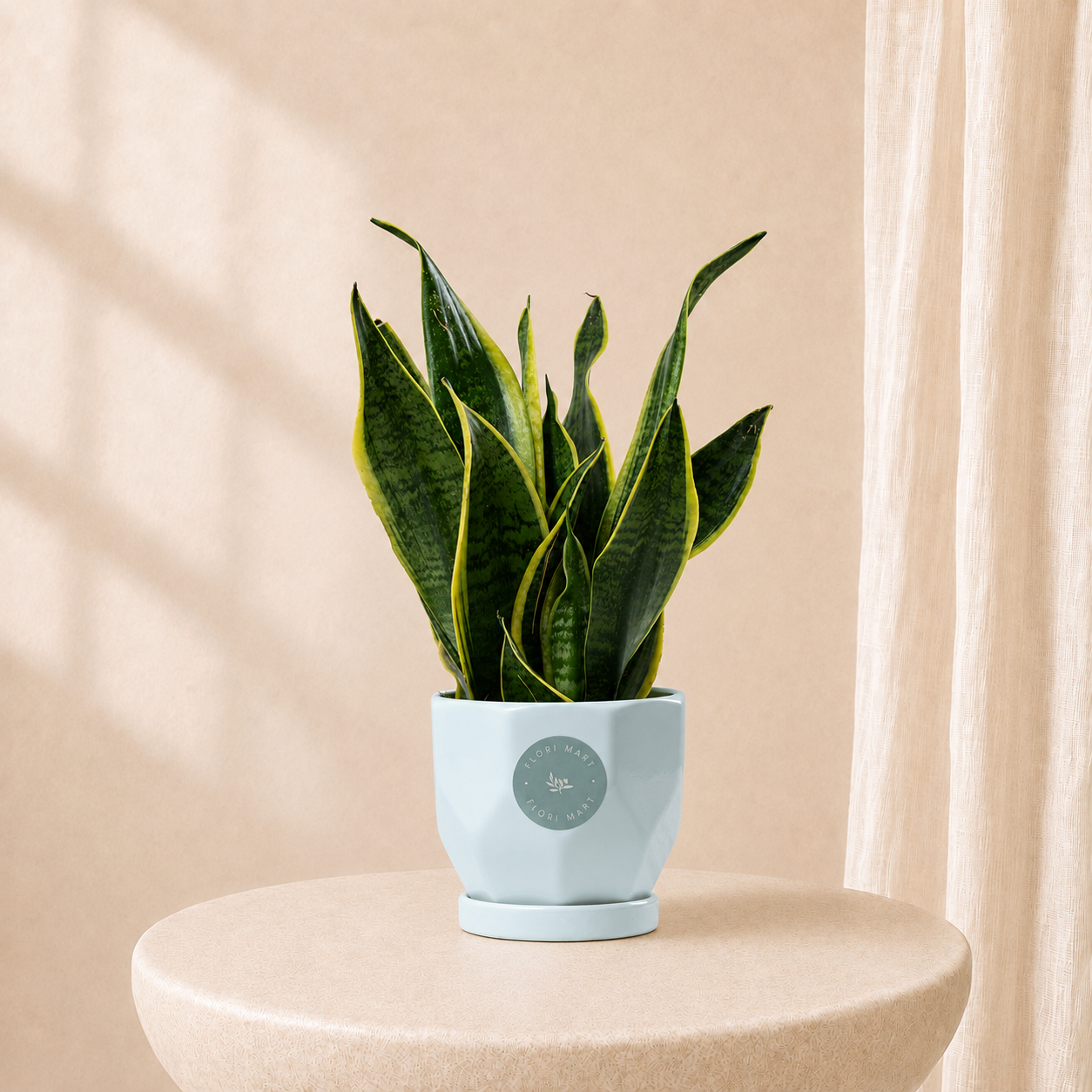 Sansevieria Green Plant in Elegant Pot | Easy-Care Indoor Plant