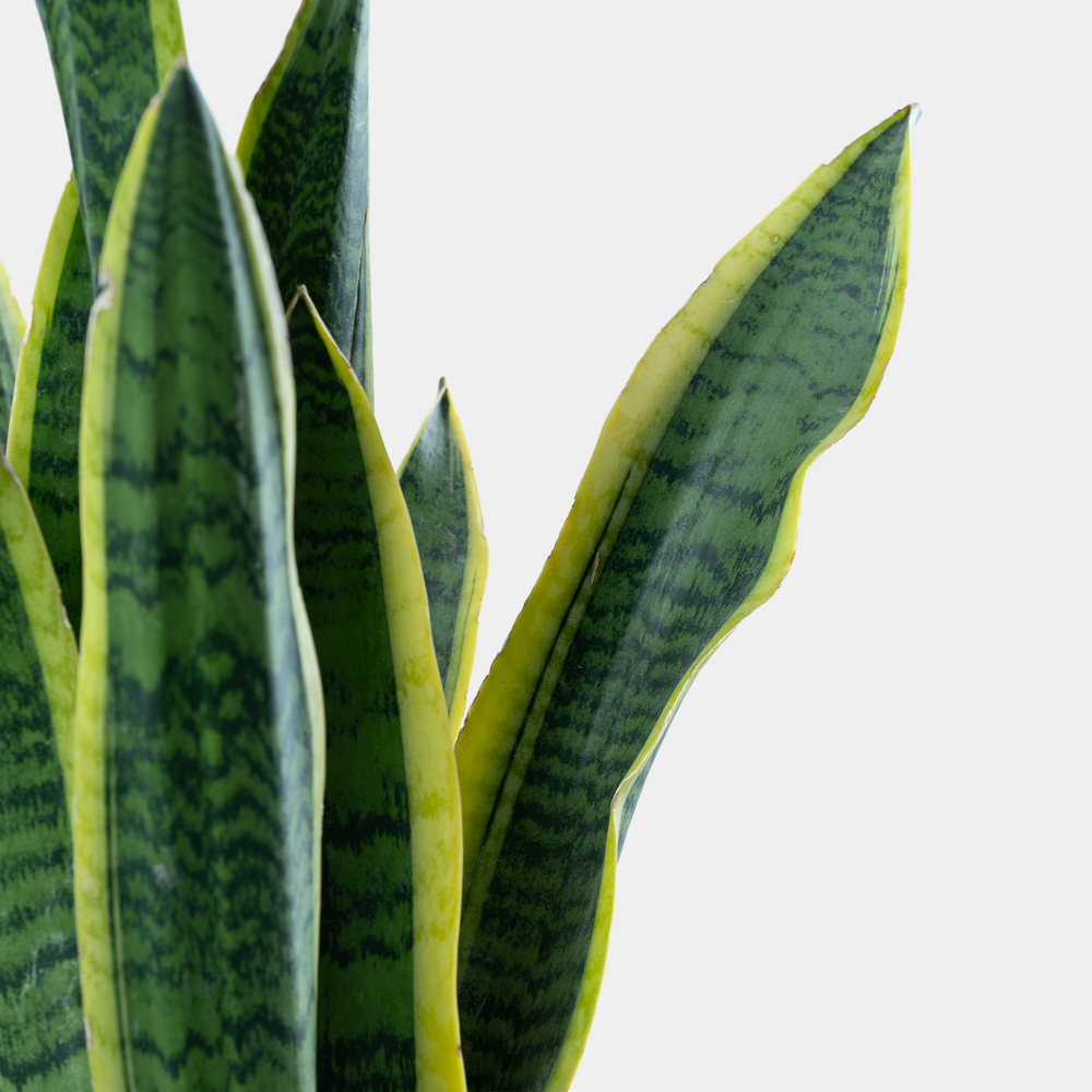 Sansevieria Green Plant in Elegant Pot | Easy-Care Indoor Plant 2