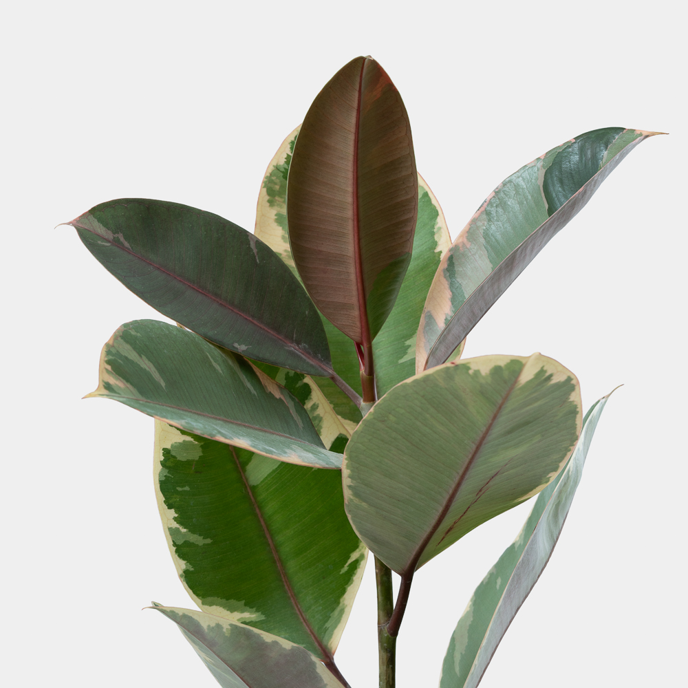 Variegated Rubber Plant in Luxury Pot | Elegant Indoor Decorative Plant 2
