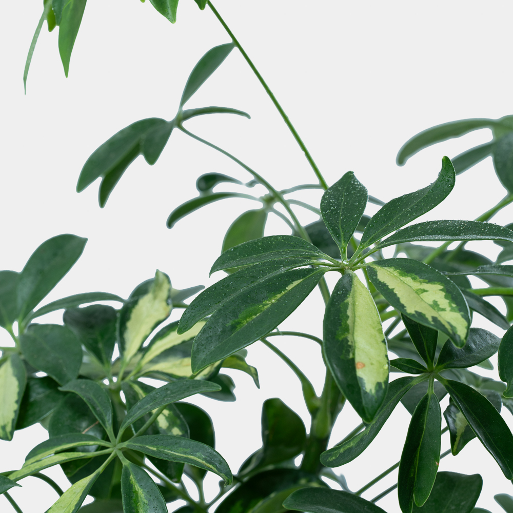 Elegant Schefflera Plant in Modern Pot | Luxury Indoor Green Plant 2