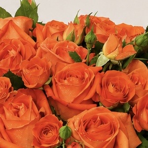Luxury Orange Spray Roses Arrangement in Elegant Ribbed Clear Glass Vase | Flori Mart Qatar 2