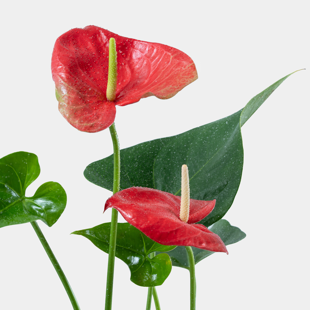 Red Anthurium Plant in Elegant Pot | Luxury Indoor Flowering Plant 2