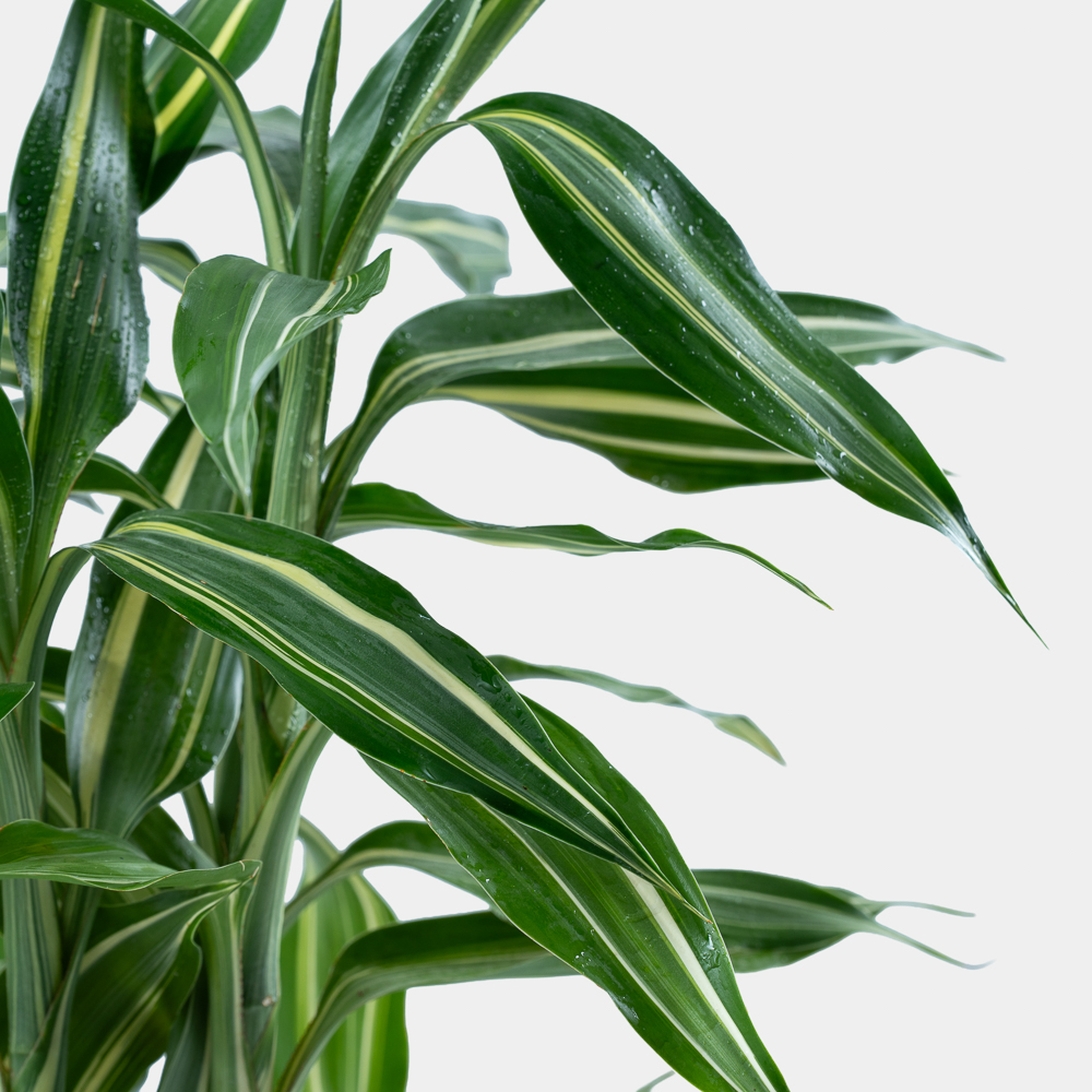 Croton Plant in Elegant Pot | Luxury Tropical Indoor Plant 2