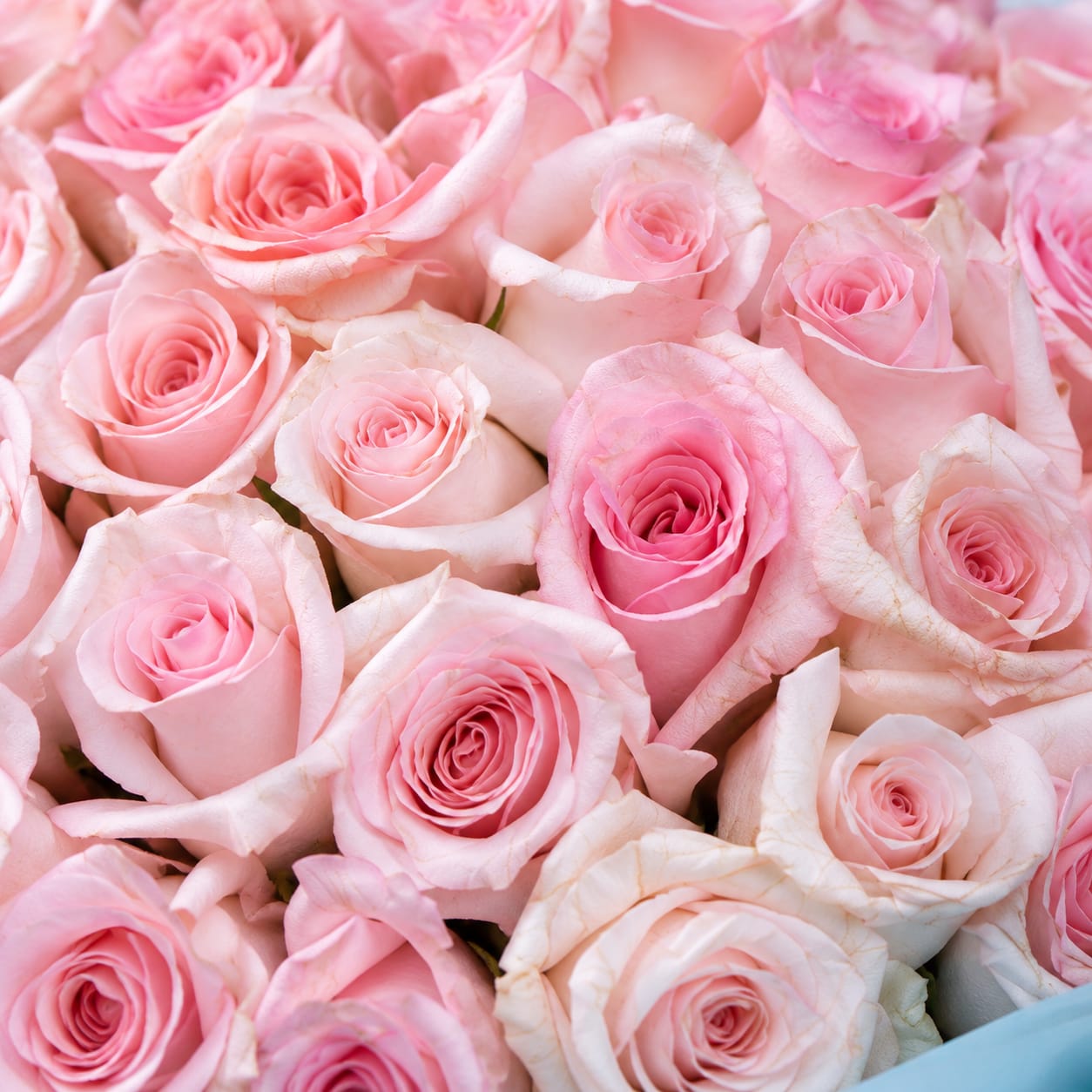 Pink Rose Bouquet with Blue Wrapping 4
