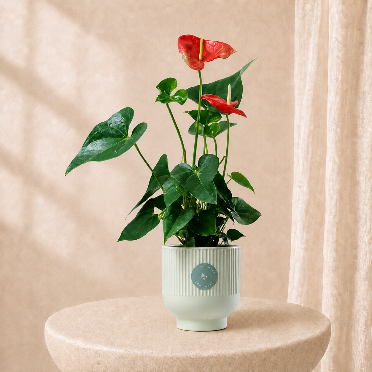 Red Anthurium Plant in Elegant Pot | Luxury Indoor Flowering Plant