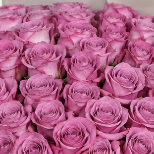 Luxury Large Lilac Rose Bouquet | 50 Premium Lilac Roses 6