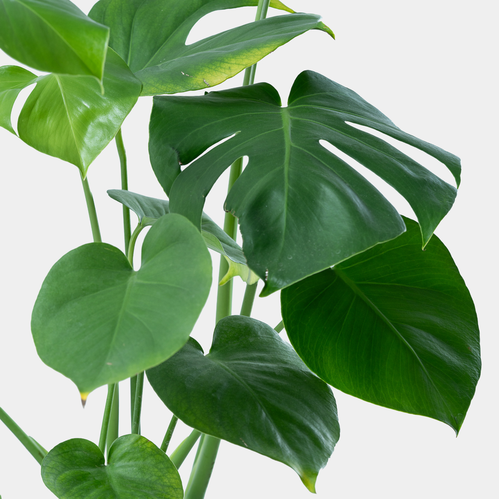 Monstera Green Plant in Modern Pot | Luxury Indoor Decorative Plant 2