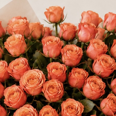 Luxury Medium Peach Rose Bouquet | 25 Premium Peach Roses 5
