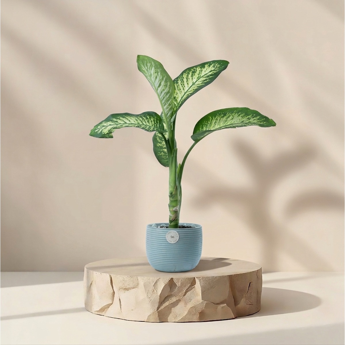 Dieffenbachia Plant in Elegant Blue Pot | Luxury Tropical Indoor Plant