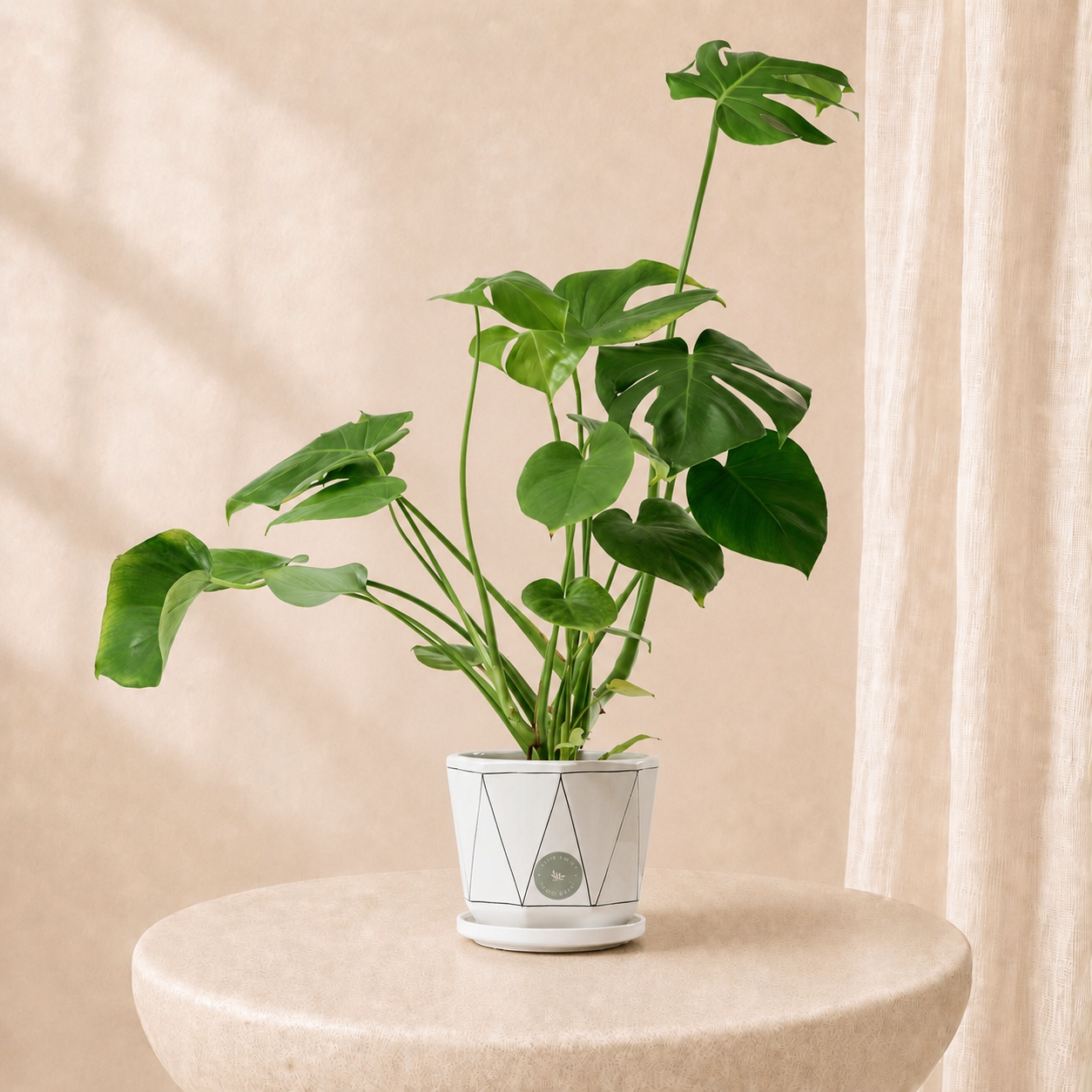 Monstera Green Plant in Modern Pot | Luxury Indoor Decorative Plant