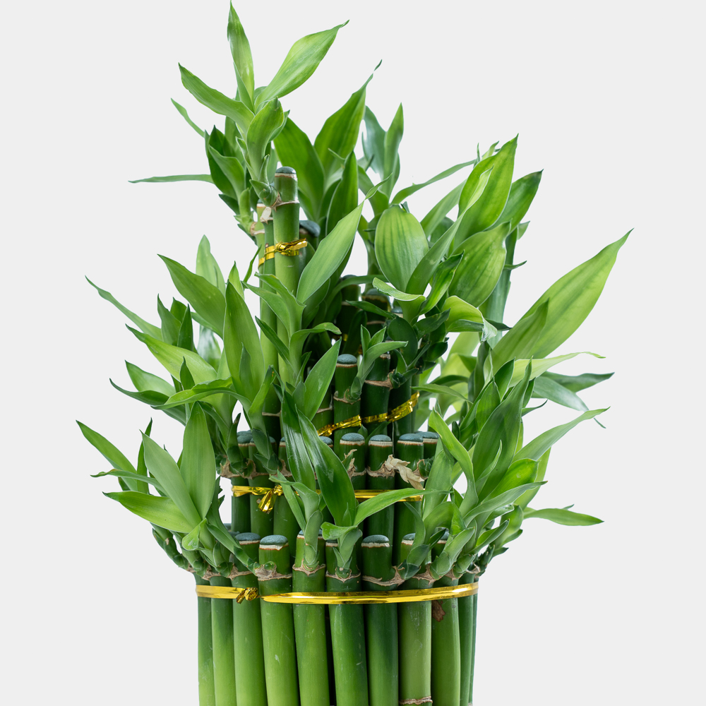 Lucky Bamboo Arrangement in Elegant Glass Stand | Luxury Indoor Plant Décor 2
