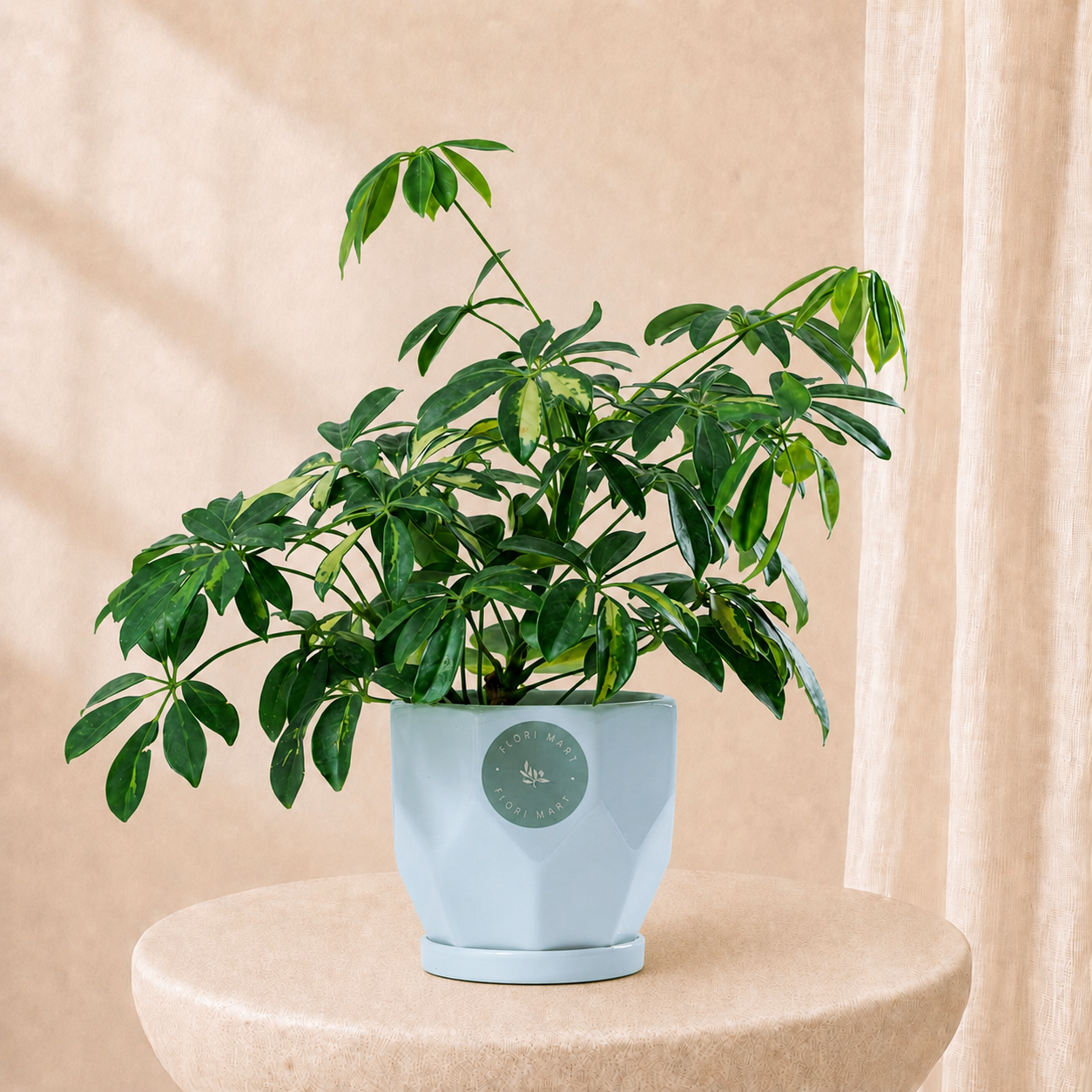 Elegant Schefflera Plant in Modern Pot | Luxury Indoor Green Plant