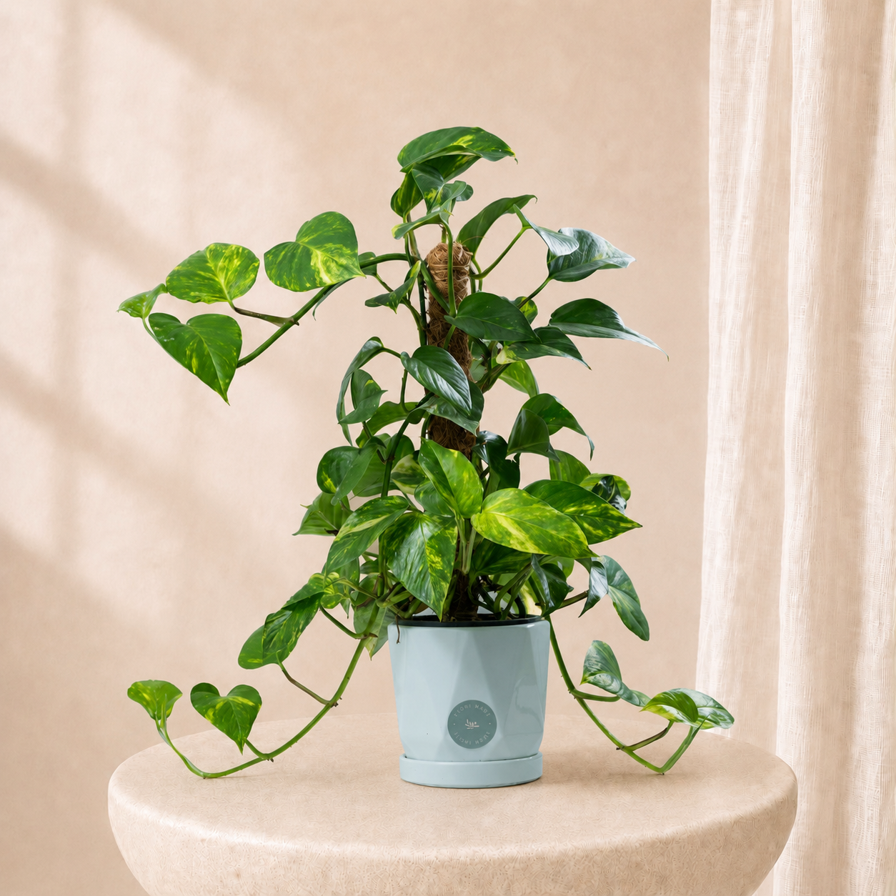 Climbing Pothos Plant in Luxury Pot | Elegant Indoor Green Décor