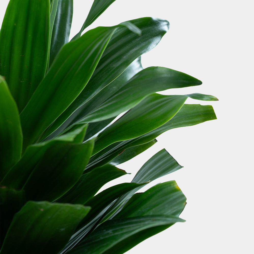 Dracaena Compacta Plant in Elegant Ceramic Pot | Luxury Indoor Green Plant 2