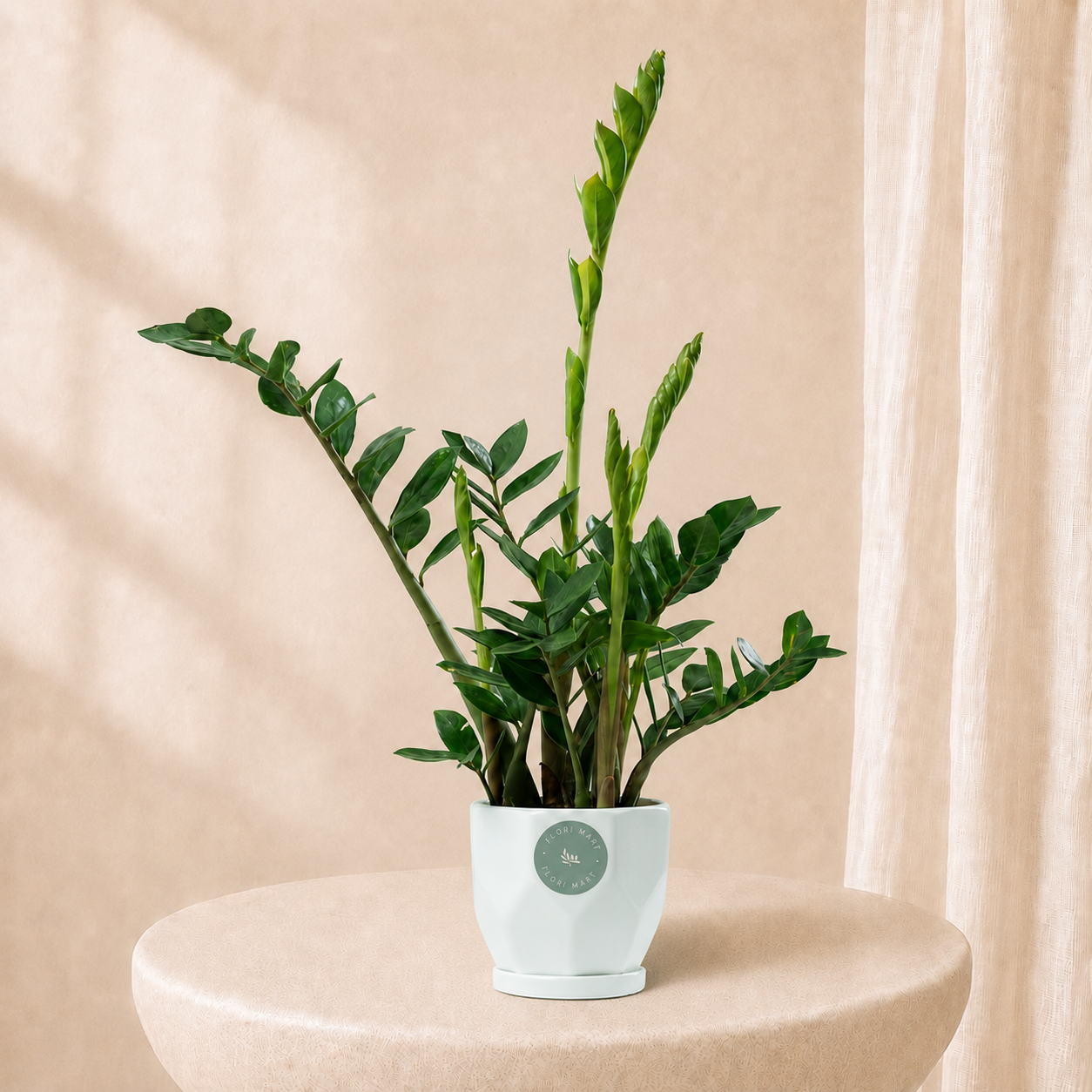 Green ZZ Plant in Elegant Pot | Low Maintenance Luxury Indoor Plant
