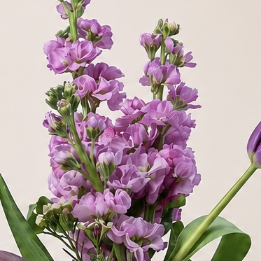 Lavender Tulip & Stock Flower Arrangement in Ceramic Vase | Elegant Spring Flowers | Flori Mart Qatar 3