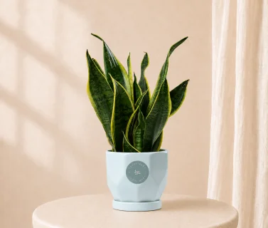 Sansevieria Green Plant in Elegant Pot | Easy-Care Indoor Plant 1