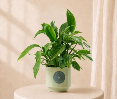 Peace Lily Indoor Plant in Elegant Sage Pot | Natural Green Home Décor 1