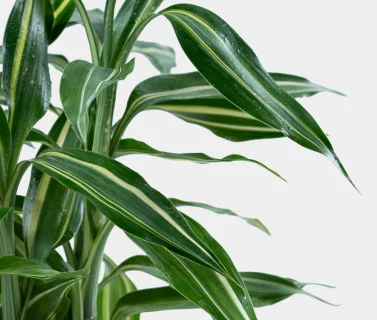Croton Plant in Elegant Pot | Luxury Tropical Indoor Plant 2