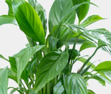 Peace Lily Indoor Plant in Elegant Sage Pot | Natural Green Home Décor 2