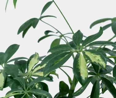 Elegant Schefflera Plant in Modern Pot | Luxury Indoor Green Plant 2