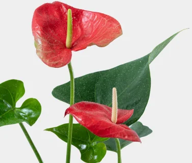 Red Anthurium Plant in Elegant Pot | Luxury Indoor Flowering Plant 2