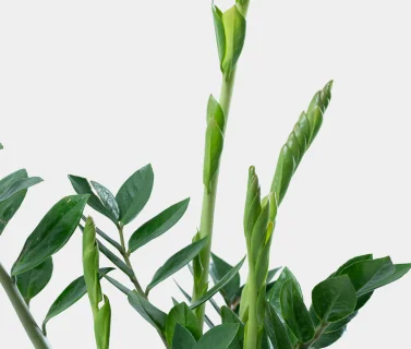 Green ZZ Plant in Elegant Pot | Low Maintenance Luxury Indoor Plant 2