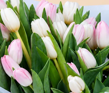 Pink & White Tulip Bouquet with Eucalyptus 4